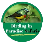 Birding in Paradise logo