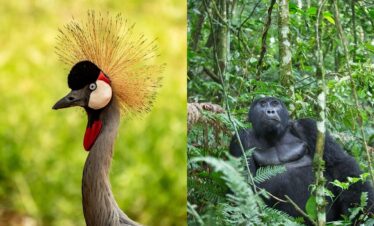 Birding & Gorillas