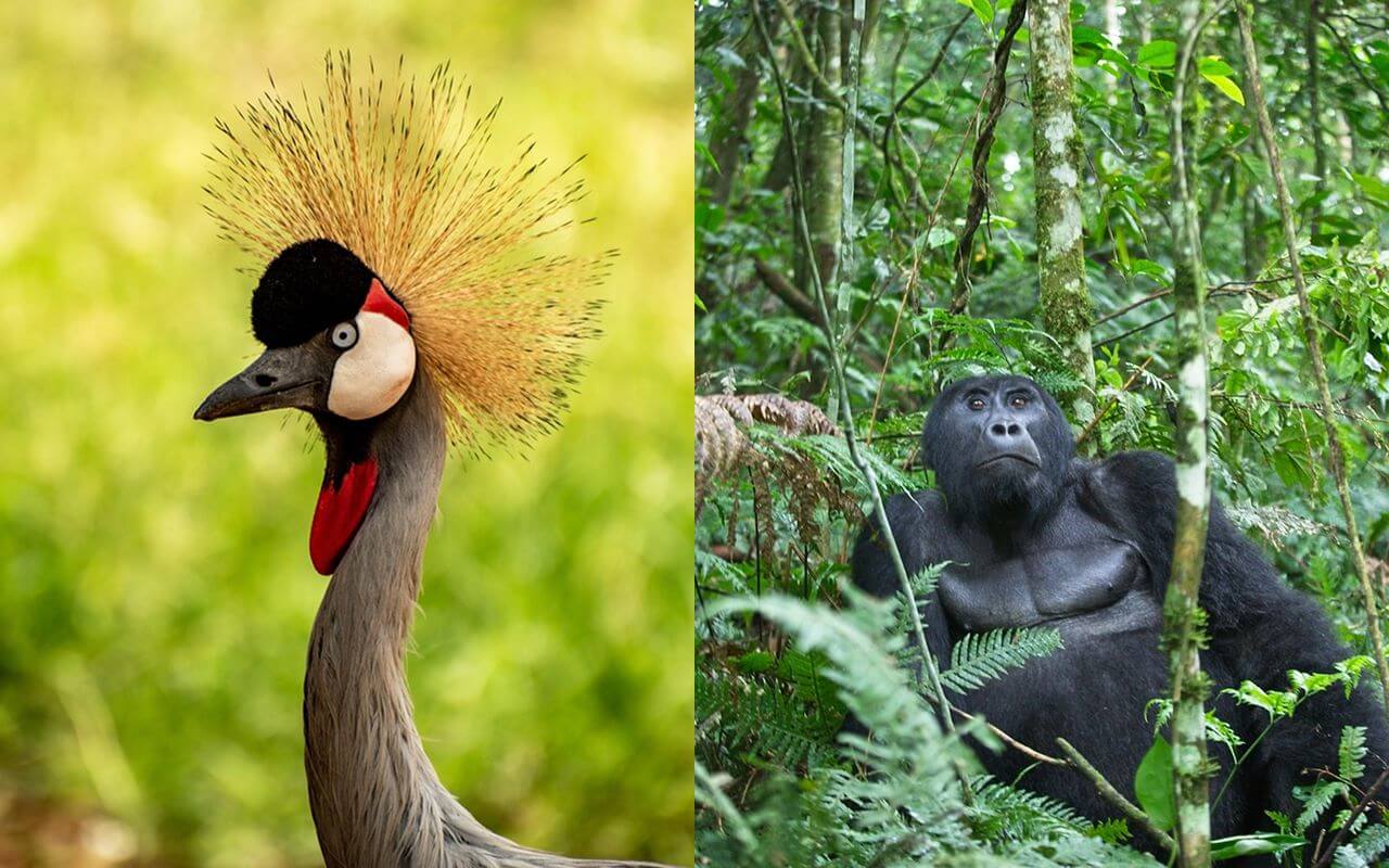 Birding & Gorillas