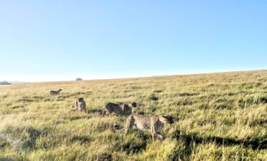 Kenya’s Big Game & Birds Exploration