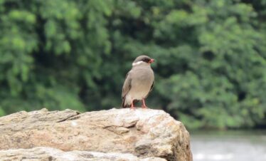 Unrivaled Diversity of East Africa's Birdlife