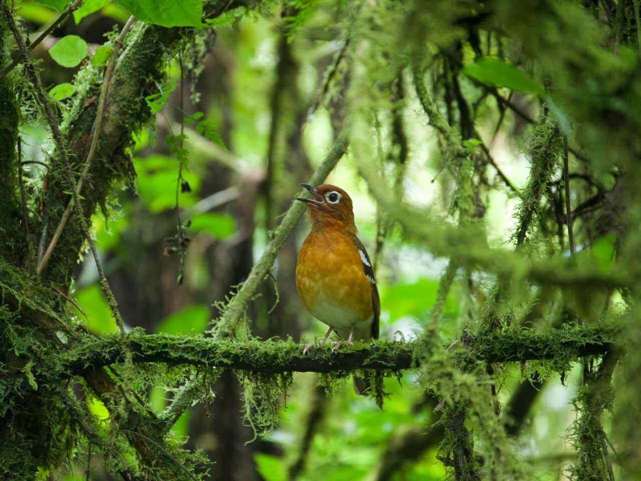 East Africa is the World's Next Top Birding Destination