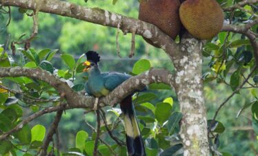 Birding  Rwanda