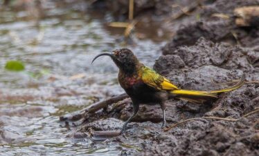 Tanzania Birding  And Game Viewing