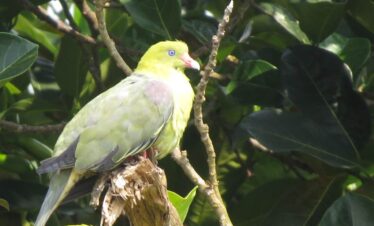 Tanzania Birding  And Game Viewing