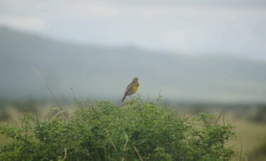 Around Tanzania – Endemics Tour