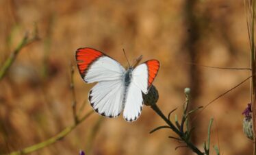 Butterfly and Birds Safari