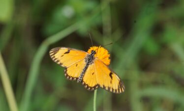 Butterfly and Birds Photography 