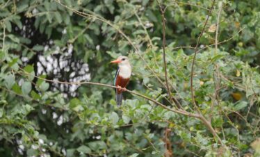 Forest and Savannah Birding Uganda Trip