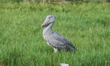 Shoebill Safari at Mabamba Wetland