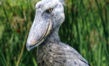 Shoebill head