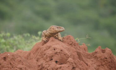 Northern & Eastern Tanzania Birding & Big Game Photography Safaris
