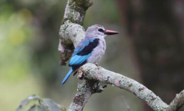 Hard Core Birding