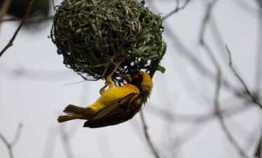 Westly Birding Uganda