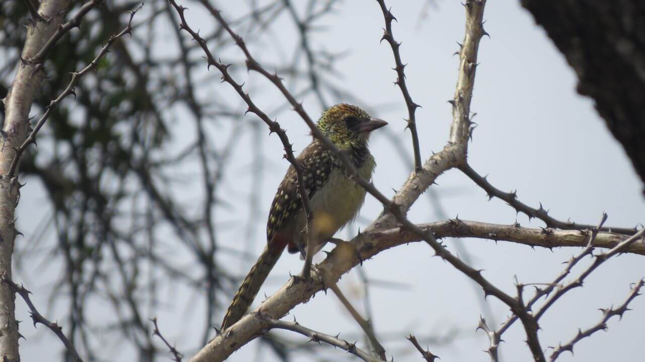 Kidepo Valley NP bird