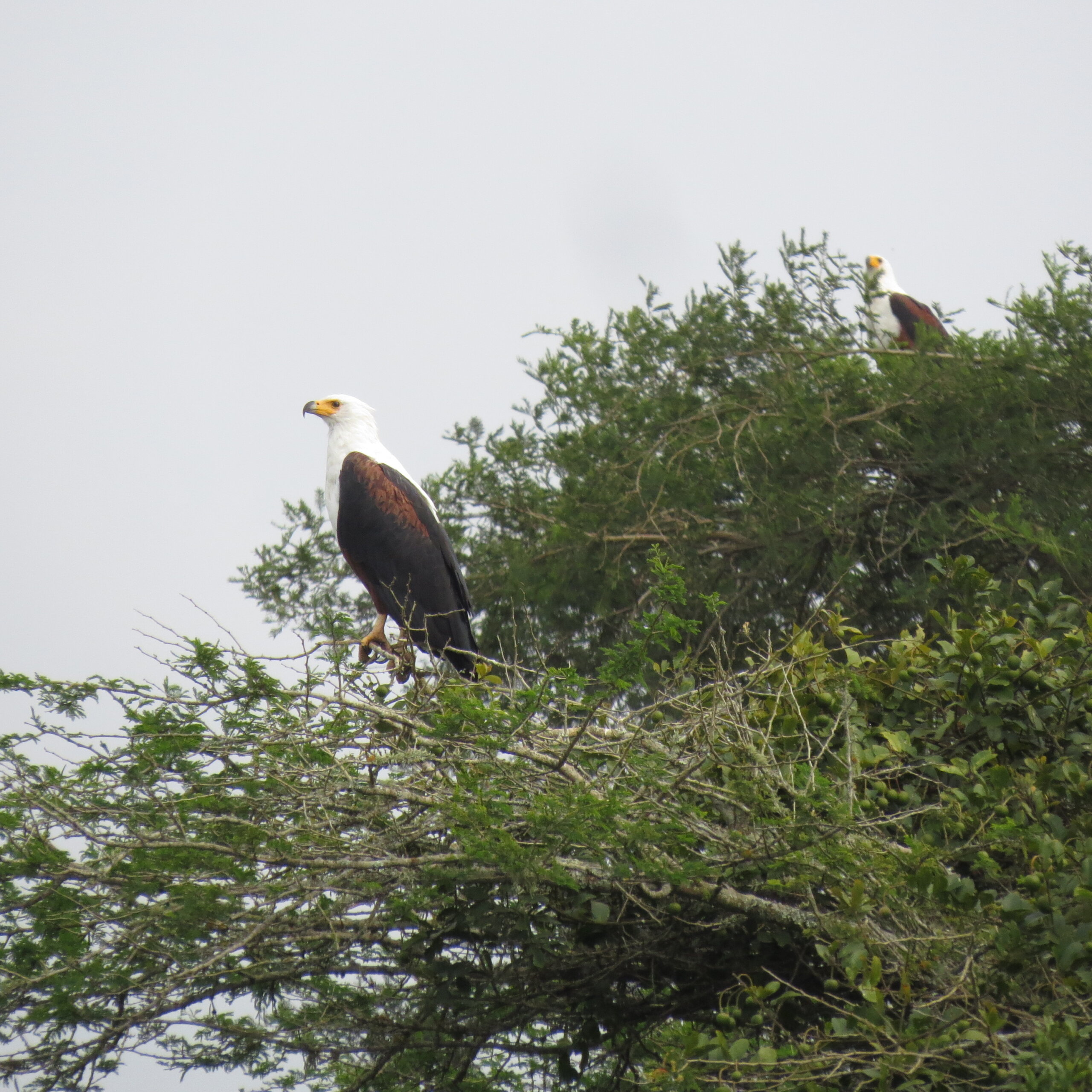 Lake Mburo National Park