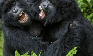 Gorilla Trekking